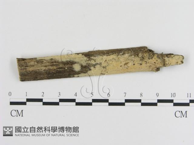 登錄號:F0000105藏品圖，第1張