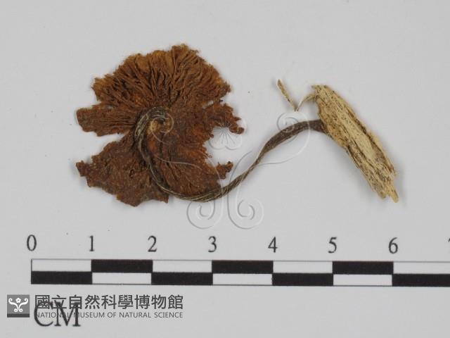 登錄號:F0010105藏品圖，第1張