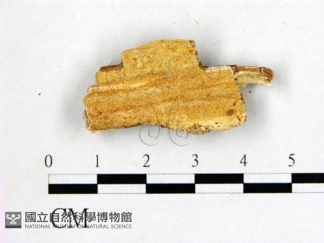 登錄號:F0006105藏品圖，第1張