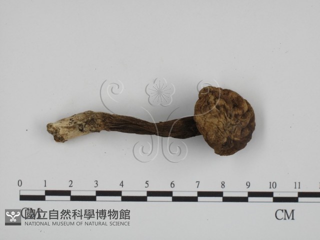 登錄號:F0016105藏品圖，第1張