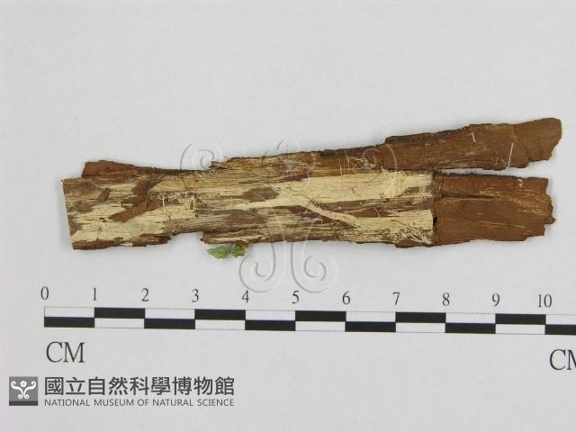 銳孔菌屬藏品圖，第1張