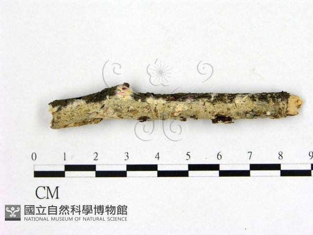 顯絲菌屬藏品圖，第1張