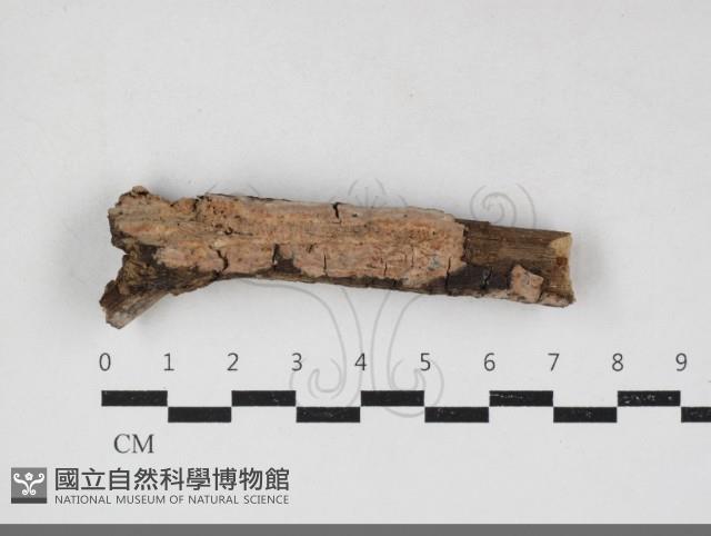 Accession Number:F0034105 Collection Image, Figure 1, Total 2 Figures