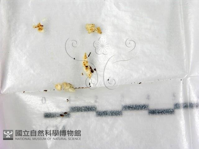 登錄號:F0002105藏品圖，第1張