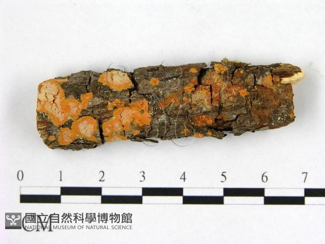登錄號:F0012105藏品圖，第1張