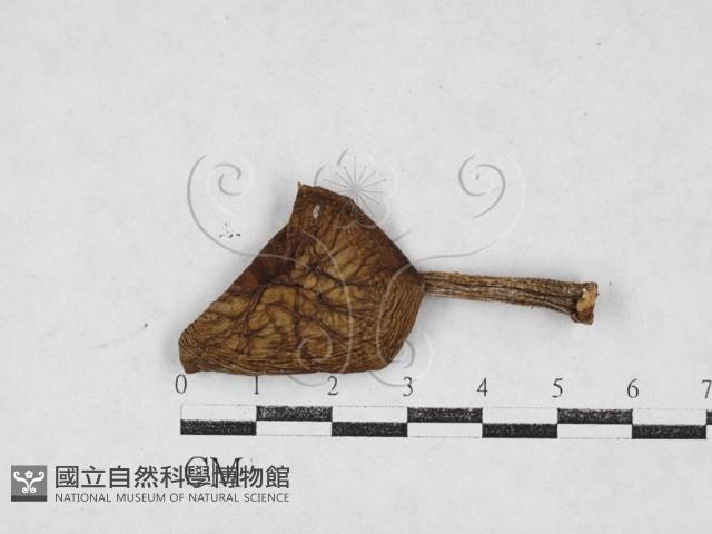 登錄號:F0027105藏品圖，第1張