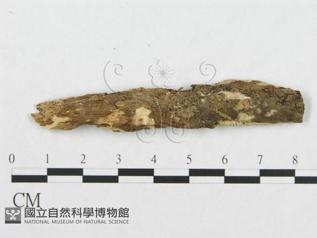 登錄號:F0007105藏品圖，第1張