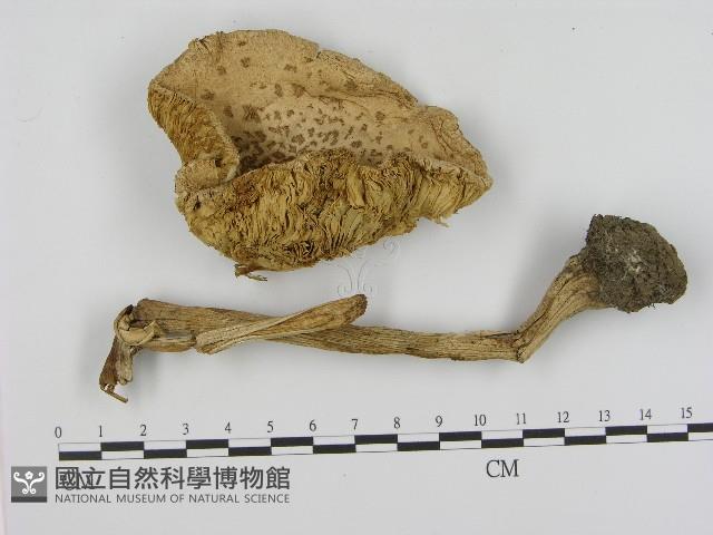 登錄號:F0017105藏品圖，第1張