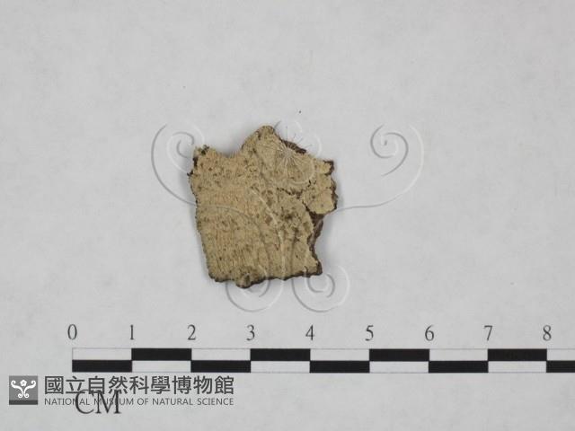 登錄號:F0025105藏品圖，第1張