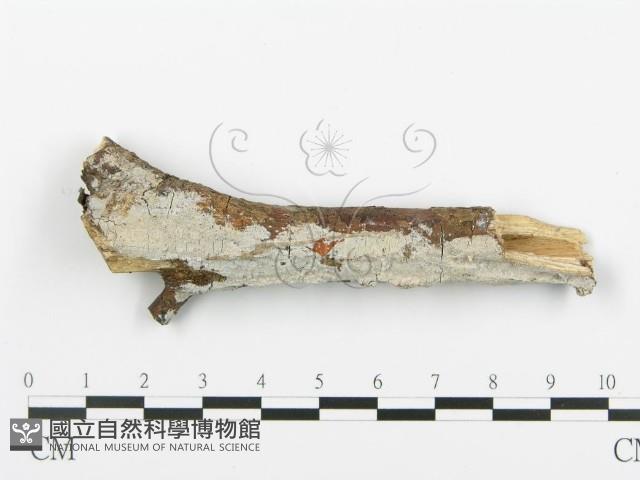 登錄號:F0005105藏品圖，第1張