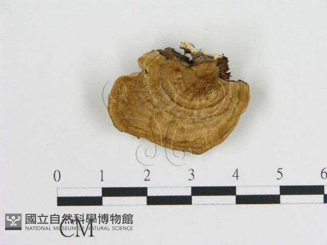 登錄號:F0015105藏品圖，第1張