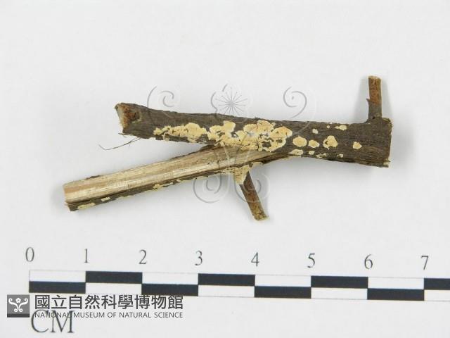 柱擔菌屬藏品圖，第1張