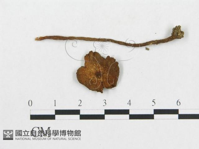 登錄號:F0019105藏品圖，第1張