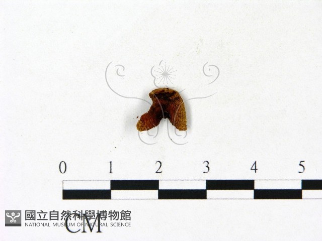 登錄號:F0023105藏品圖，第1張