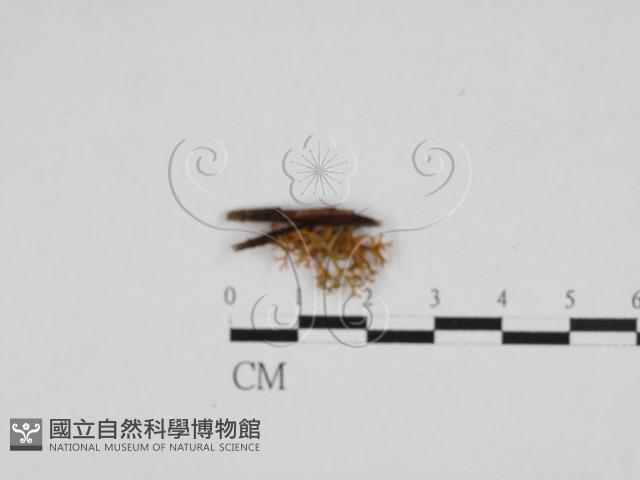 登錄號:F0028005藏品圖，第1張