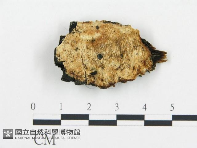 登錄號:F0008005藏品圖，第1張