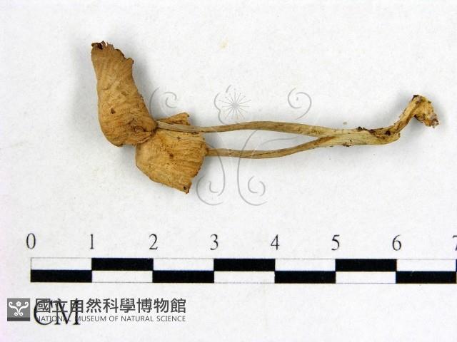 登錄號:F0020005藏品圖，第1張