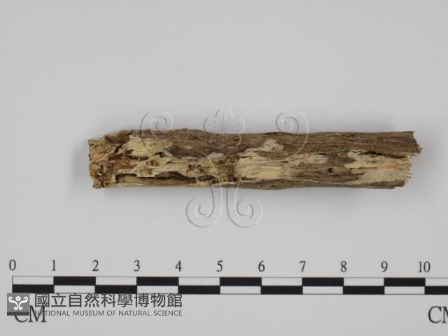 登錄號:F0010005藏品圖，第1張