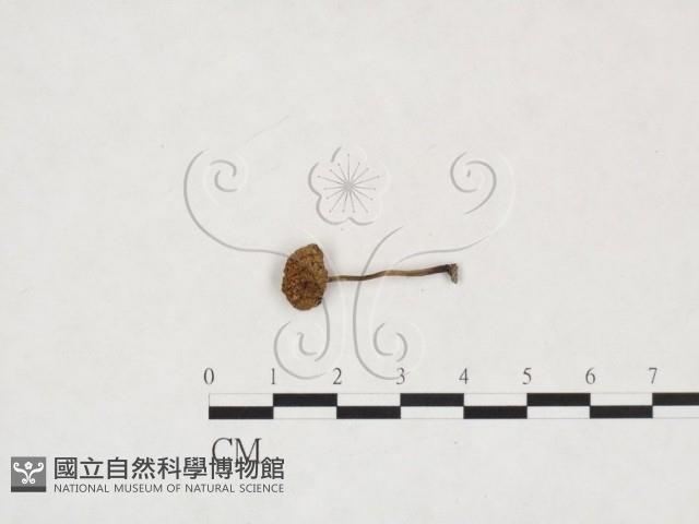 登錄號:F0026005藏品圖，第1張