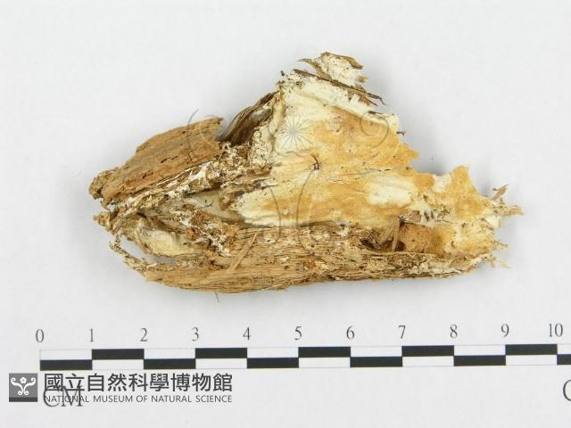 登錄號:F0006005藏品圖，第1張