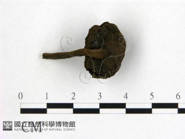 假芝屬藏品圖，第1張