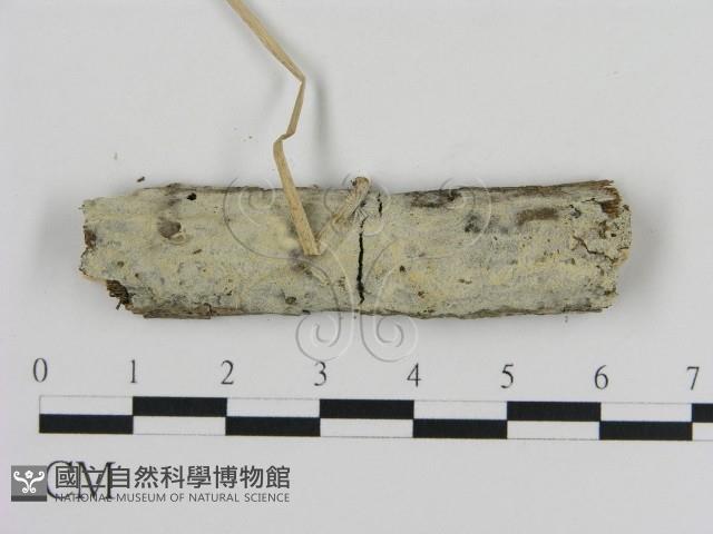登錄號:F0021005藏品圖，第1張