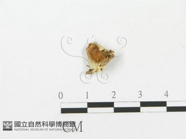 登錄號:F0001005藏品圖，第1張
