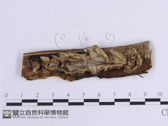 韌革菌屬藏品圖，第1張