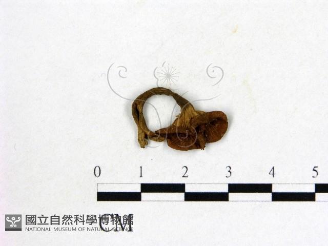 雞油菌屬藏品圖，第3張