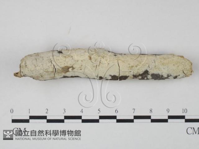 登錄號:F0012005藏品圖，第1張