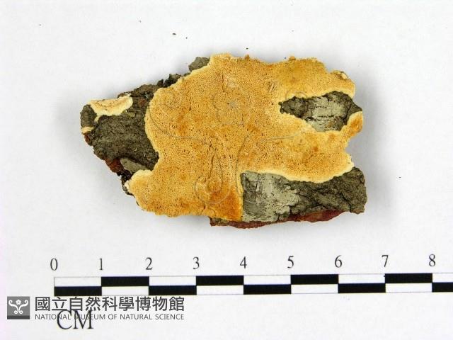 登錄號:F0007005藏品圖，第1張