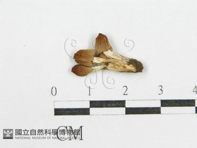 鬼傘屬藏品圖，第1張