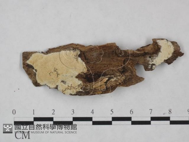 登錄號:F0025005藏品圖，第1張