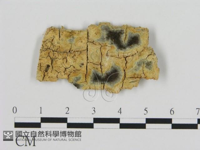 登錄號:F0005005藏品圖，第1張