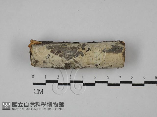 登錄號:F0029005藏品圖，第1張