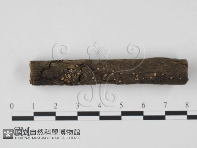 登錄號:F0009005藏品圖，第1張