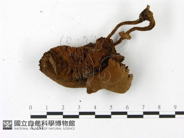 登錄號:F0023005藏品圖，第1張