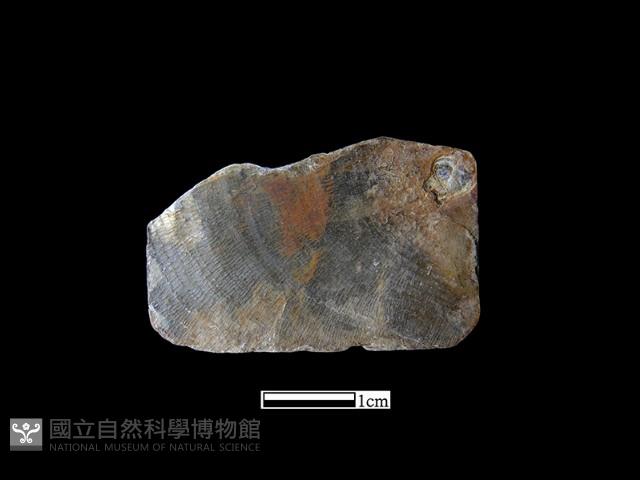 貝片藏品圖，第1張