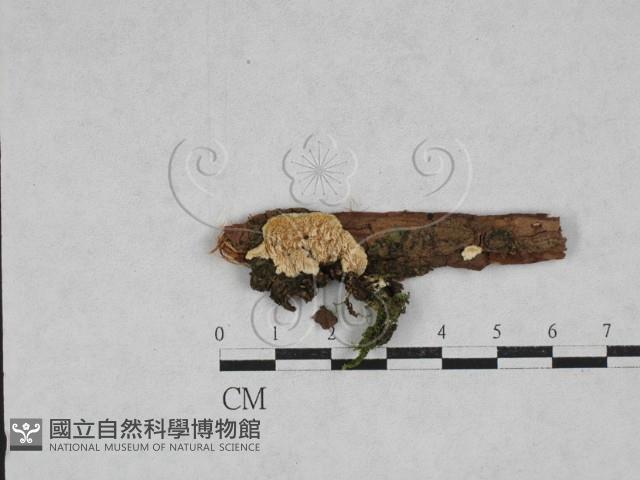 齒耳菌屬藏品圖，第1張