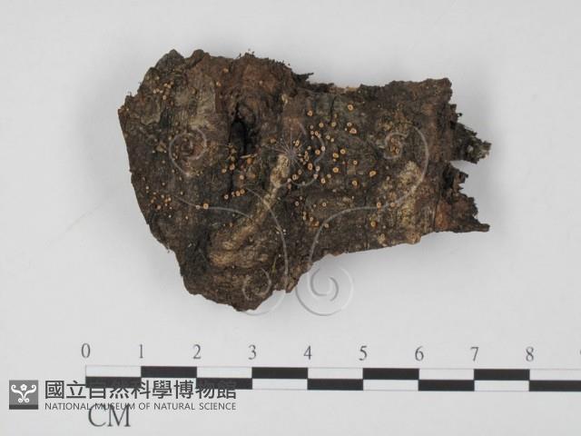 登錄號:F0008305藏品圖，第1張