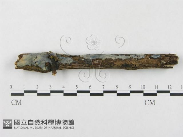 登錄號:F0000305藏品圖，第1張