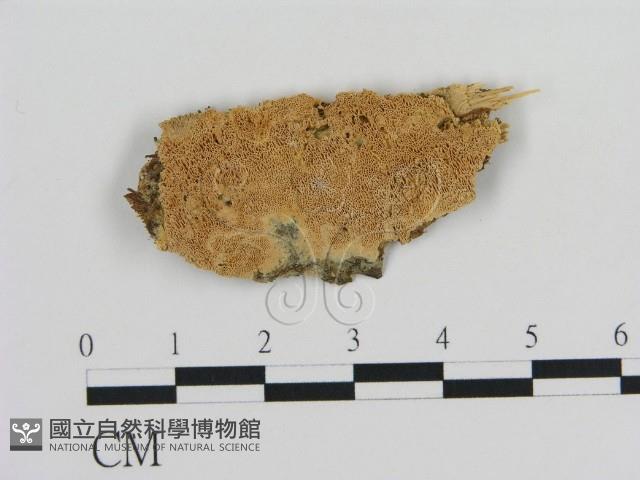 登錄號:F0010305藏品圖，第1張