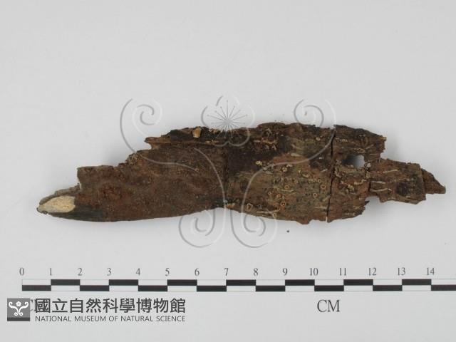 登錄號:F0001305藏品圖，第1張