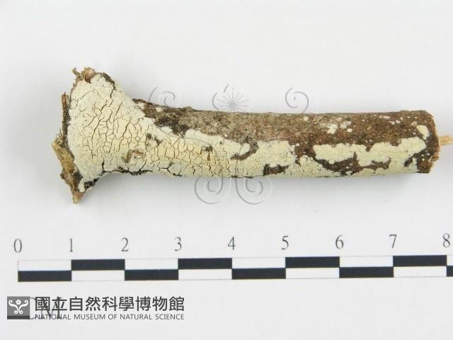 登錄號:F0004305藏品圖，第1張