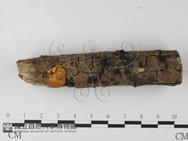 登錄號:F0014305藏品圖，第1張