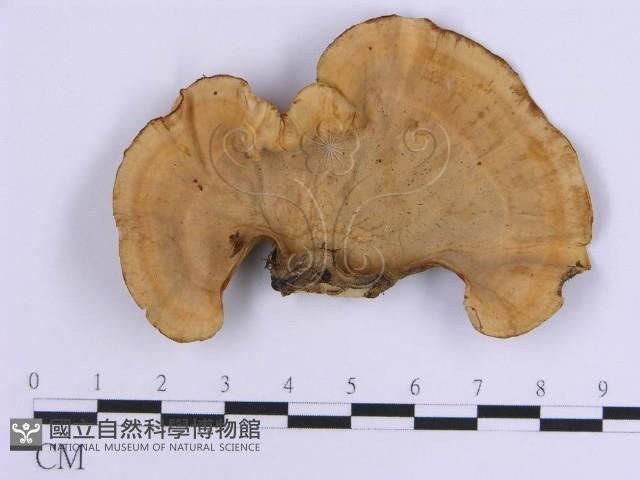 登錄號:F0007305藏品圖，第1張