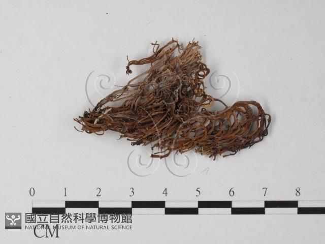 登錄號:F0025305藏品圖，第1張