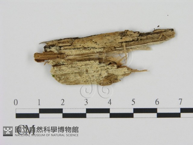剛毛絲皮菌藏品圖，第1張