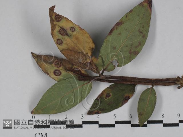 登錄號:F0029305藏品圖，第1張