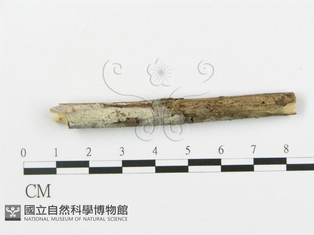 登錄號:F0009305藏品圖，第1張